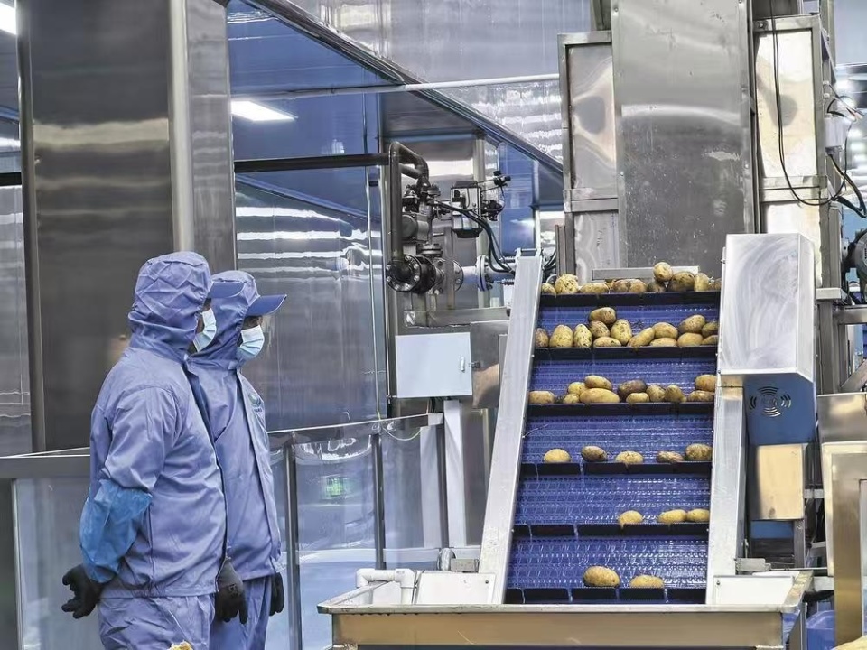 樂都東西部協作結碩果 現代化薯條工廠投產，助力農副產品銷售升級